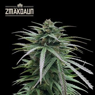 Zm&auml;kdaun (Seedstockers) Feminiserede