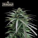 Zmäkdaun (Seedstockers) Feminiserede