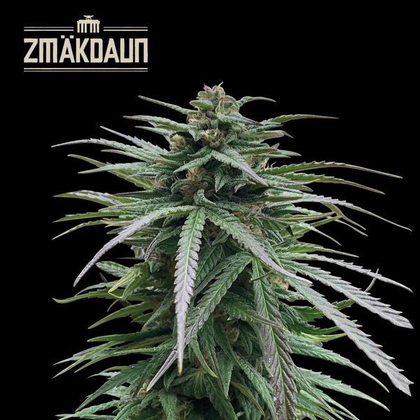 Zmäkdaun (Seedstockers) Feminiserede