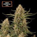 BCN Critical XXL (Seedstockers) Feminiserede