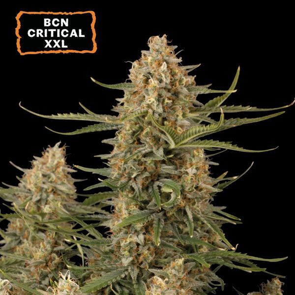 BCN Critical XXL Auto (Seedstockers) Feminiserede