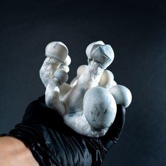 MycoBag "Tidal Wave Ape"