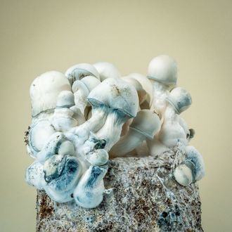 MycoBag "Tidal Wave Ape"