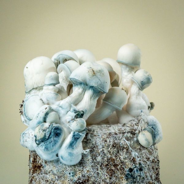MycoBag "Tidal Wave Ape"