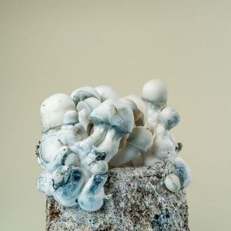 MycoBag "Tidal Wave Ape"