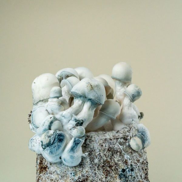 MycoBag "Tidal Wave Ape"