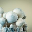 MycoBag "Tidal Wave Ape"