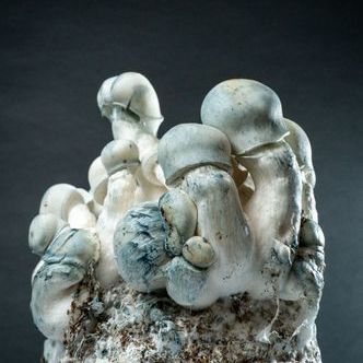 (arbejdstitel) Mycobag Fast Tidal Wave Ape