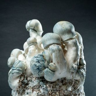 MycoBag "Tidal Wave Ape"