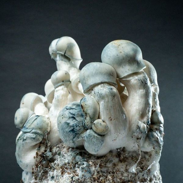 MycoBag "Tidal Wave Ape"