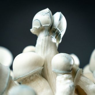 MycoBag "Tidal Wave Ape"