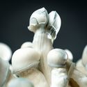 MycoBag "Tidal Wave Ape"