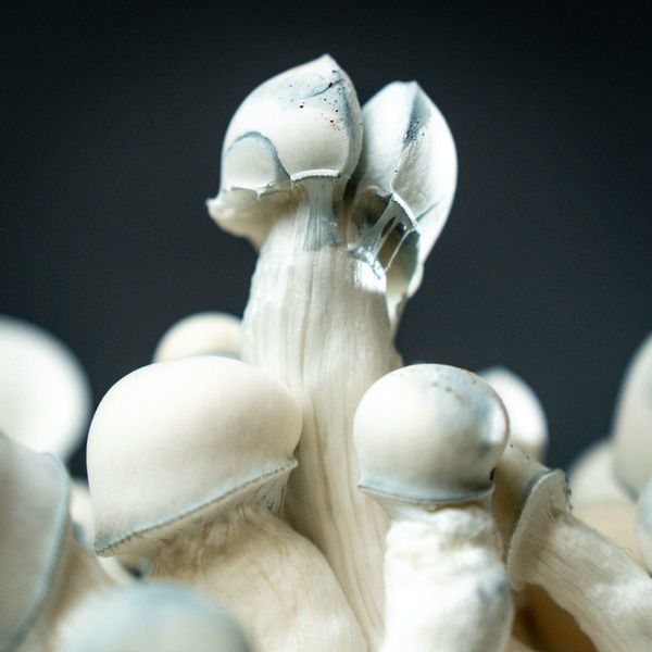 MycoBag "Tidal Wave Ape"