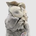 MycoBag ‘Whitebilly’