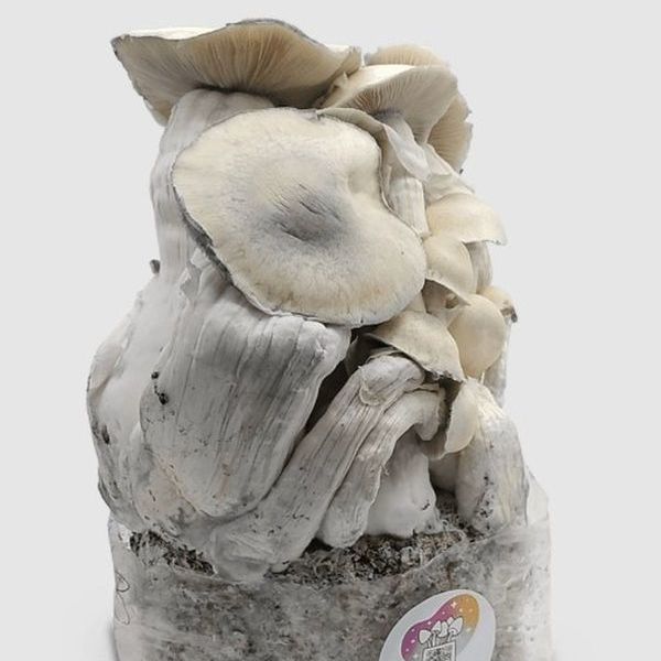 MycoBag ‘Whitebilly’