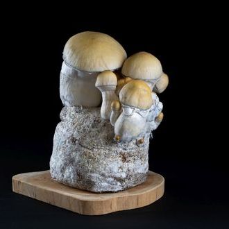 MycoBag ‘Whitebilly’
