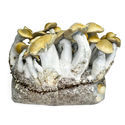 Zamnesia Ready-2-Grow Bag 'Makilla Gorilla'