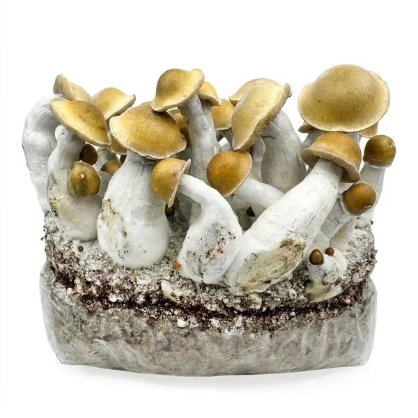 Zamnesia Ready-2-Grow Bag 'Makilla Gorilla'