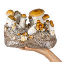 Zamnesia Ready-2-Grow Bag 'Hillbilly Pumpkin'