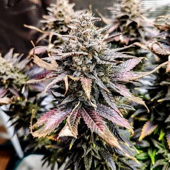 Mimosa (Pure Instinto) Feminiserede cannabisfr&oslash;