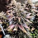 Mimosa (Pure Instinto) Feminiserede