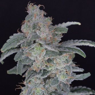 HB Dunkin'z (Pure Instinto) Feminiserede cannabisfr&oslash;