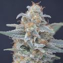 Honeyed Cream Dream (Pure Instinto) Feminiserede