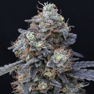 Minty Grape Kush (Pure Instinto) Feminiserede