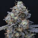 Minty Grape Kush (Pure Instinto) Feminiserede