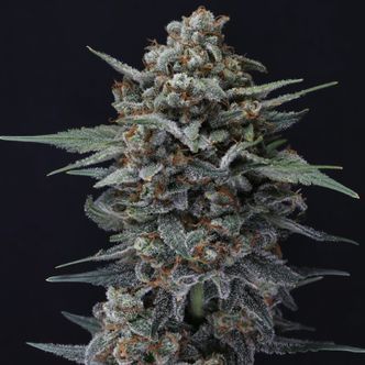 Alien Snack Auto (Pure Instinto) Feminiserede