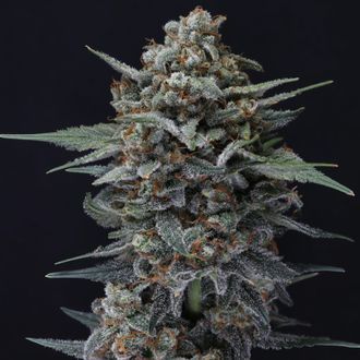 Alien Snack Auto (Pure Instinto) Feminiserede