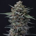 Alien Snack Auto (Pure Instinto) Feminiserede