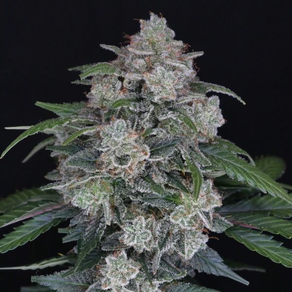 MAK OG Auto (Pure Instinto) Feminiserede