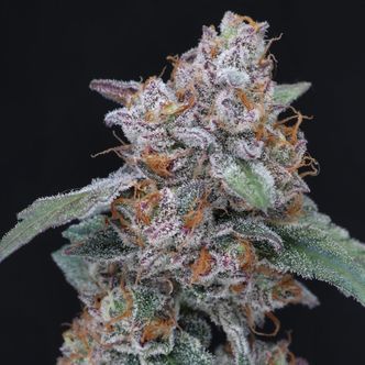 Sherbacio OG Auto (Pure Instinto) feminiserede cannabisfr&oslash;