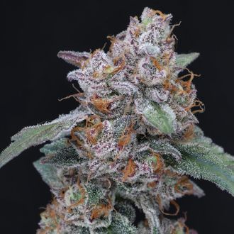 SherBacio OG Auto (Pure Instinto) Feminiserede
