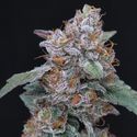 SherBacio OG Auto (Pure Instinto) Feminiserede