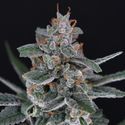 Tri-Whip Kush Auto (Pure Instinto) Feminiserede