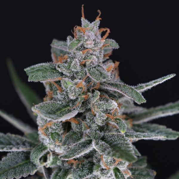 Tri-Whip Kush Auto (Pure Instinto) Feminiserede