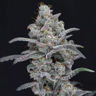 Chimera Crasher (Pure Instinto) Feminiserede cannabisfr&oslash;