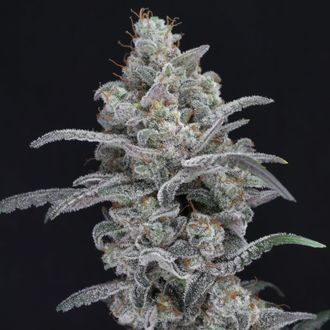 Chimera Crasher (Pure Instinto) Feminiserede