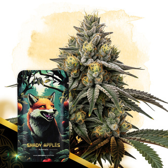 Shady Apples Automatic (Zamnesia Seeds) feminiserede
