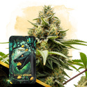 Citrus Venom Autoflower (Zamnesia Seeds) Feminiserede