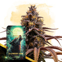 Raspberry Howl Autoflower (Zamnesia Seeds) Feminiserede