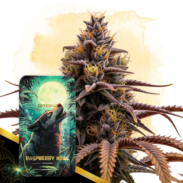 Raspberry Howl Autoflower (Zamnesia Seeds) Feminiserede