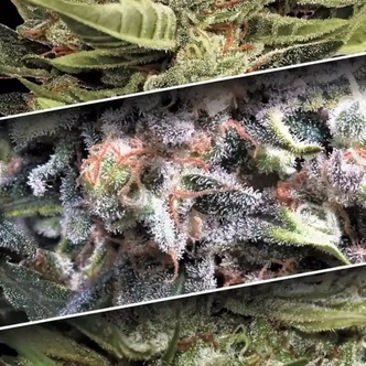 Auto Collection Pack 1 (Paradise Seeds) feminiserede