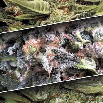 Auto Collection Pack 1 (Paradise Seeds) Feminiserede