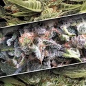 Auto Collection Pack 1 (Paradise Seeds) Feminiserede