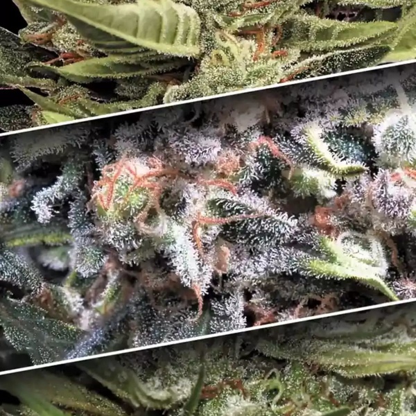 Auto Collection Pack 1 (Paradise Seeds) Feminiserede
