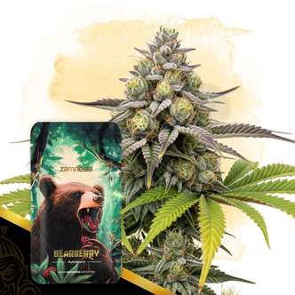 Bearberry Automatic (Zamnesia Seeds) feminiserede cannabisfr&oslash;