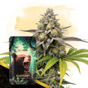 Bearberry Autoflower (Zamnesia Seeds) Feminiserede